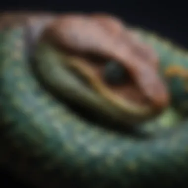 Close-up of a youth-size pit viper showcasing its intricate scales